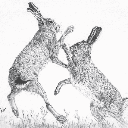 Image of Boxing Hares