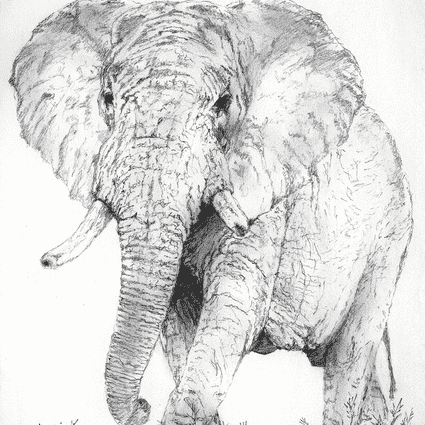 Image of Elephant