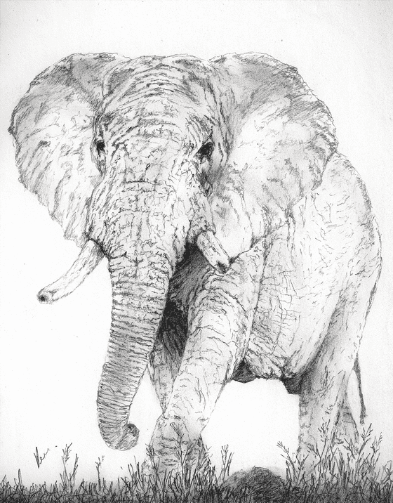 Image of Elephant