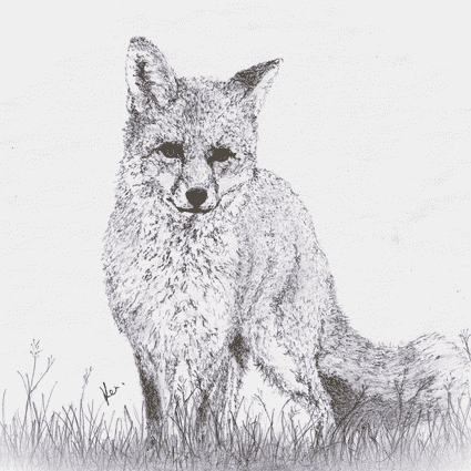 Image of Fox