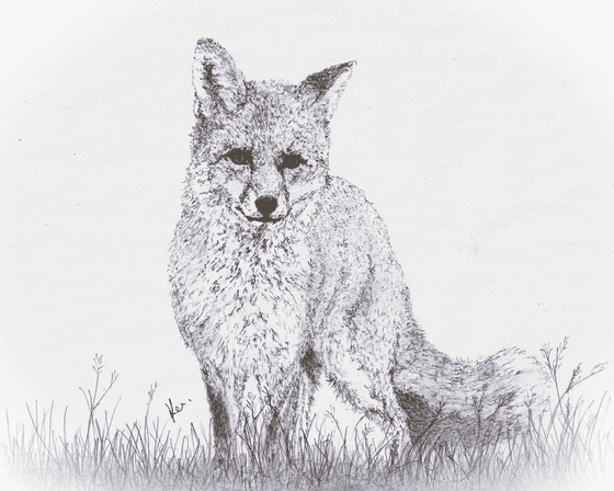 Image of Fox
