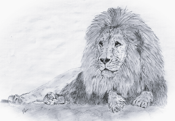 Image of Lion