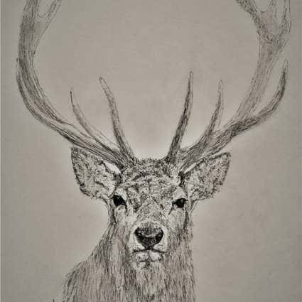 Image of Stag